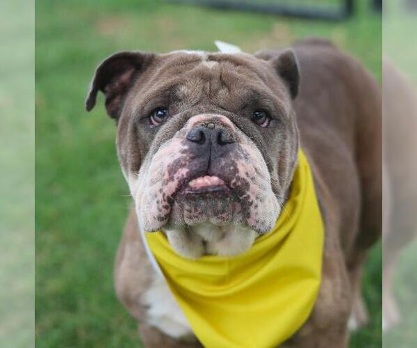 Medium Photo #1 Bulldog-Unknown Mix Puppy For Sale in San Antonio, TX, USA