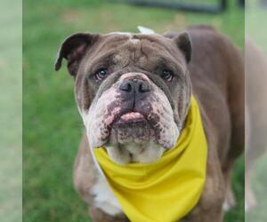 Bulldog-Unknown Mix Dogs for adoption in San Antonio, TX, USA