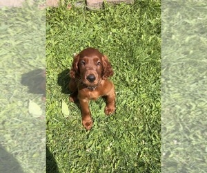 Irish Setter Puppy for sale in ONEONTA, NY, USA