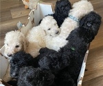 Small Photo #1 Poodle (Standard) Puppy For Sale in RALEIGH, NC, USA