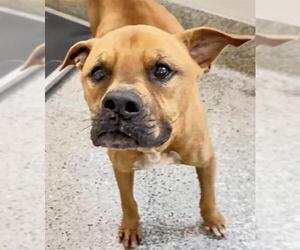 GEORGIE - Male Boxer-Unknown Mix Dog for Adoption - Photo #2