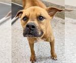 Small #1 Boxer Mix