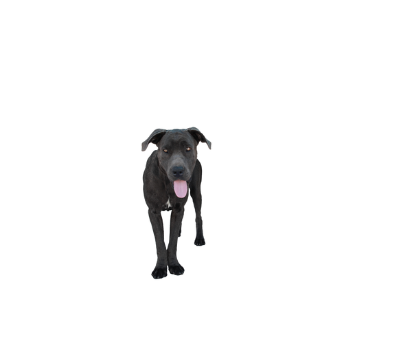 Medium Photo #1 Mastiff Puppy For Sale in Pasadena, CA, USA