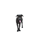 Small Mastiff