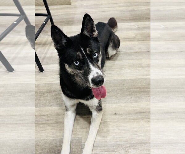 Medium Photo #4 Gerberian Shepsky Puppy For Sale in McKinney, TX, USA