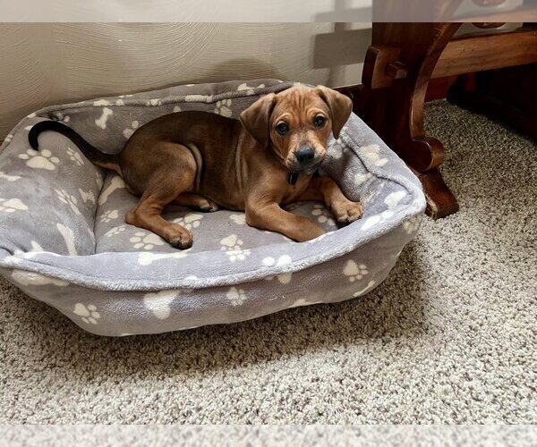 Medium Photo #2 American Bulldog-Doberman Pinscher Mix Puppy For Sale in Springdale, PA, USA