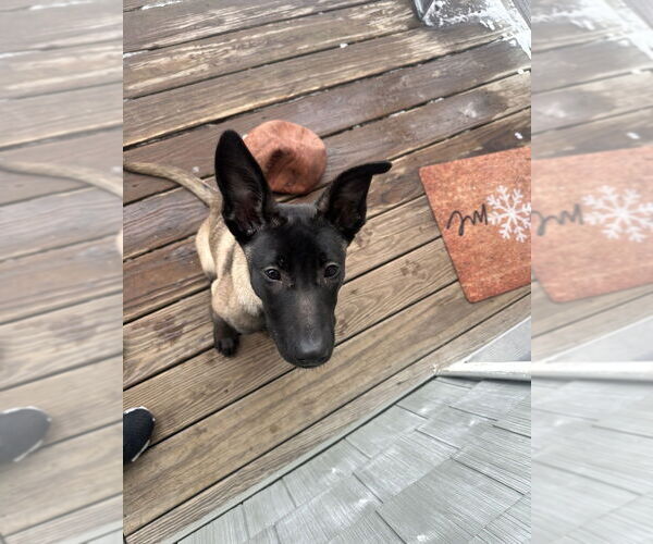 Medium Photo #3 Mutt Puppy For Sale in Imlay City, MI, USA