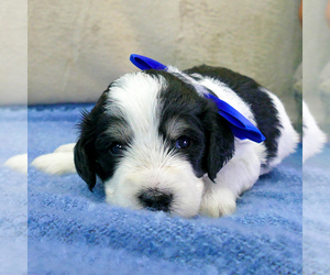 Bernedoodle (Miniature) Puppy for sale in ROY, UT, USA