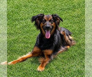 Daisy Ann - Adopt Me! - Female German Shepherd Dog-Unknown Mix Dog for Adoption - Photo #22