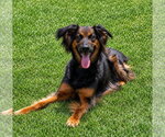 Small #21 German Shepherd Dog Mix