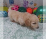 Small #1 Chiweenie-Poodle (Toy) Mix