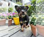 Small #1 Mutt
