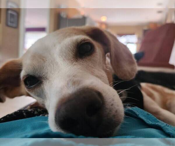 Medium Photo #1 Beagle Puppy For Sale in Tampa, FL, USA