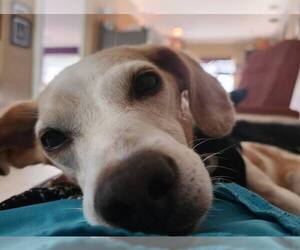 Beagle Dogs for adoption in Tampa, FL, USA