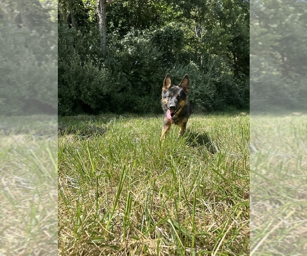 Medium Photo #9 German Shepherd Dog Puppy For Sale in SPRINGFIELD, IL, USA