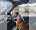 Small #1 American Staffordshire Terrier-Labrador Retriever Mix