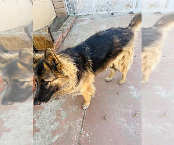 Medium Photo #4 German Shepherd Dog Puppy For Sale in Dana Point, CA, USA