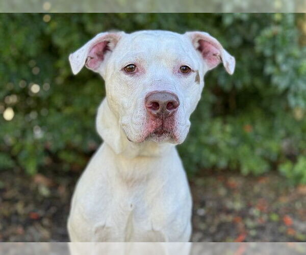 Medium Photo #1 American Bulldog Puppy For Sale in Tavares, FL, USA