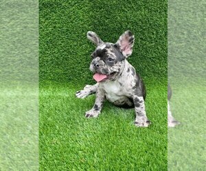French Bulldog Puppy for sale in ALTAMONTE SPRINGS, FL, USA