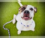 Small Treeing Walker Coonhound Mix
