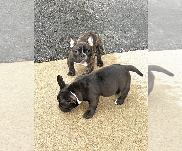 Medium Photo #10 American Bully Puppy For Sale in FLOSSMOOR, IL, USA
