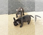 Small Photo #10 American Bully Puppy For Sale in FLOSSMOOR, IL, USA