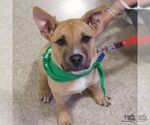 Small #6 Labrador Retriever Mix