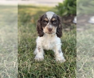 Cocker Spaniel Puppy for sale in CANOGA, NY, USA