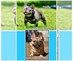 Small #2 French Bulldog