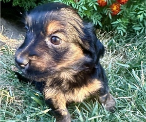 Yo-Chon-Yorkshire Terrier Mix Puppy for sale in OLATHE, KS, USA
