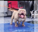 Small Photo #1 American Bully Puppy For Sale in PEMBROKE, NC, USA
