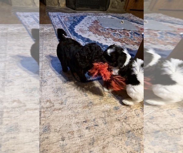 Medium Photo #16 Aussiedoodle Puppy For Sale in ASHEVILLE, NC, USA