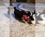 Small Photo #16 Aussiedoodle Puppy For Sale in ASHEVILLE, NC, USA