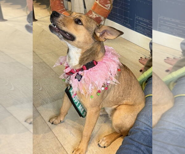 Medium Photo #20 Mutt Puppy For Sale in Oak Bluffs, MA, USA