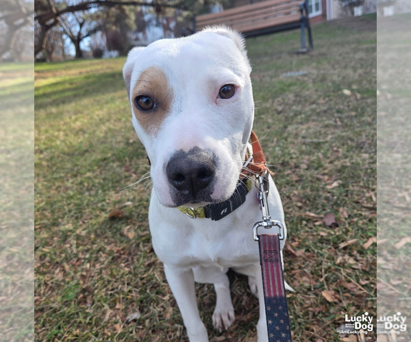 Medium Photo #9 Labrador Retriever-Unknown Mix Puppy For Sale in Washington, DC, USA