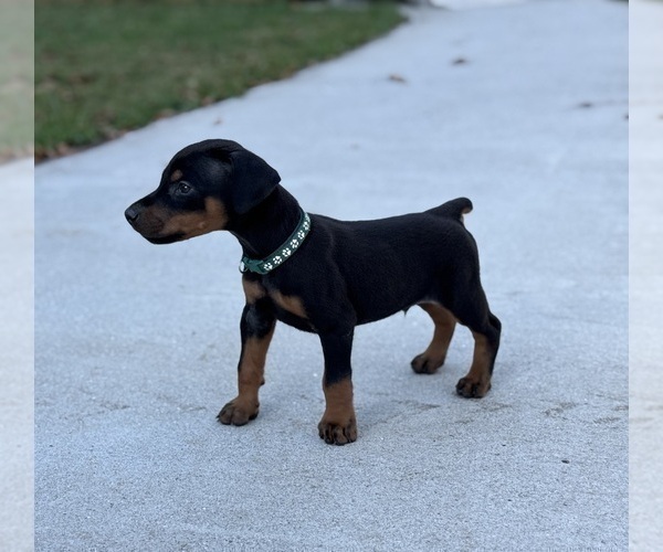Medium Photo #10 Doberman Pinscher Puppy For Sale in NEWTON, NC, USA