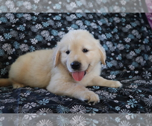 Golden Retriever Puppy for sale in SHILOH, OH, USA
