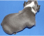Small #1 Boston Terrier