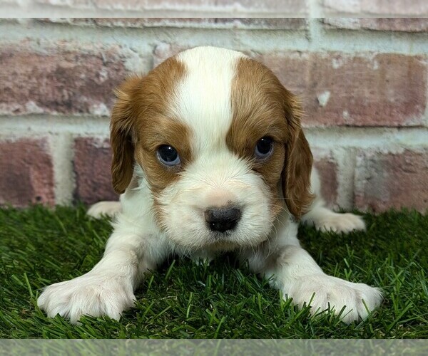 Medium Photo #3 Cavalier King Charles Spaniel Puppy For Sale in MOBERLY, MO, USA