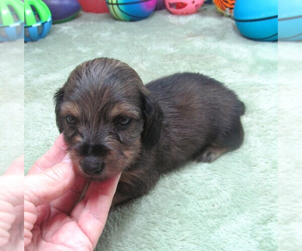 Medium Photo #4 Dachshund Puppy For Sale in RATTAN, OK, USA