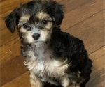 Puppy Stickers German Hunting Terrier-Lowchen Mix