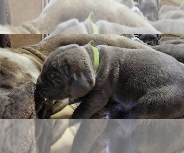 Medium Photo #9 Cane Corso Puppy For Sale in WEST MONROE, LA, USA