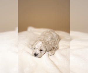 Poodle (Toy)-ShihPoo Mix Puppy for sale in CROWN CITY, OH, USA