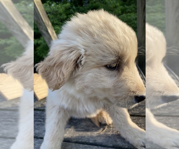 Medium Photo #9 Golden Shepherd Puppy For Sale in WEST ALEXANDRIA, OH, USA