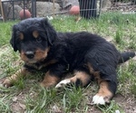 Small Photo #4 Great Bernese Puppy For Sale in IOLA, WI, USA