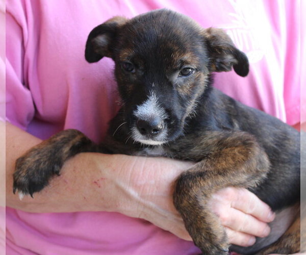 Medium Photo #1 Mutt Puppy For Sale in Prattville, AL, USA