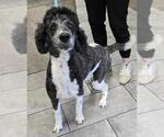 Small Photo #7 Poodle (Standard) Puppy For Sale in San Antonio, TX, USA