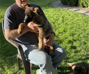 German Shepherd Dog Puppy for sale in FEDERAL WAY, WA, USA