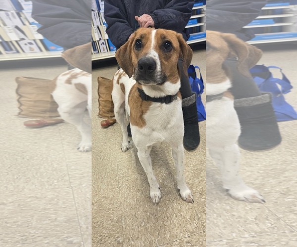 Medium Photo #5 Mutt Puppy For Sale in pomfret, CT, USA