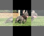 Small Photo #1 French Bulldog Puppy For Sale in BETHPAGE, NY, USA